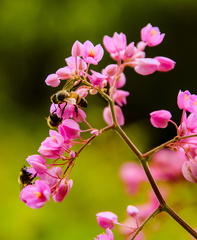 Bees in pink