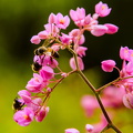 abeilles en rose