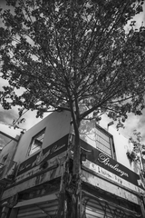 l'arbre et la maison